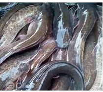 reduce the cost of catfish production, increase your profit margins in catfish business