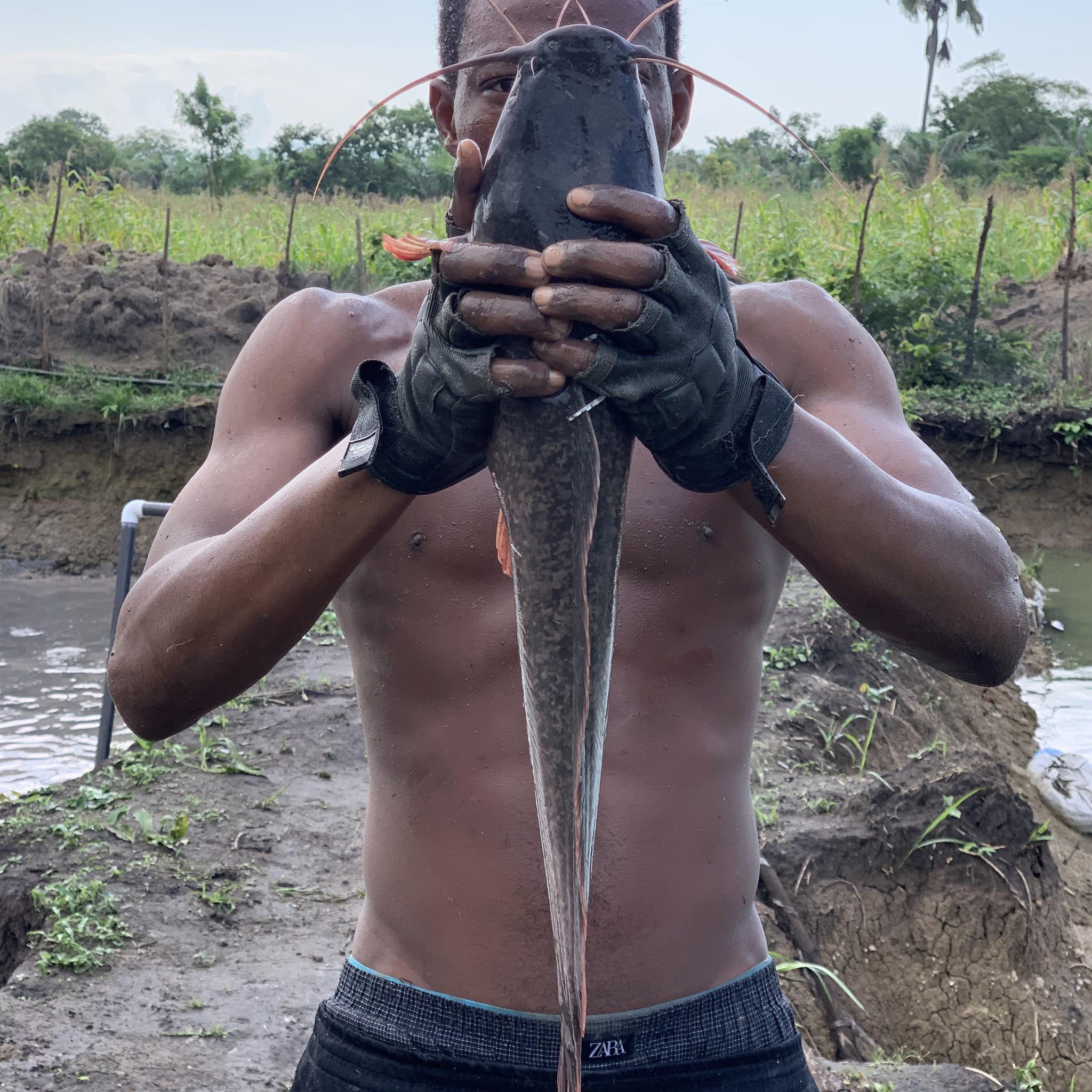 How to Succeed as a Catfish Farmer in 2024 How To Succeed as a Catfish Farmer in Ghana and Avoid These Serious Mistakes,Catfish farm, serious mistakes new catfish farmers make, and how to avoid them