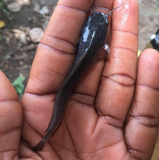 Catfish fingerlings production training