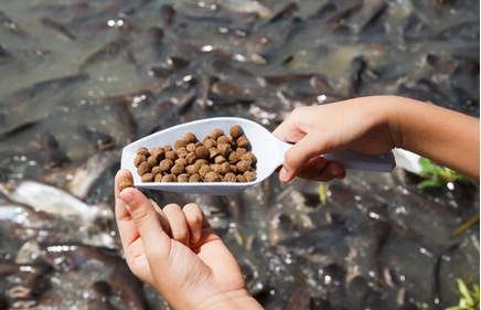 The Best Feeding Techniques for Your Catfish Farm in 2024