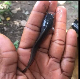 Catfish Fingerling Production Training